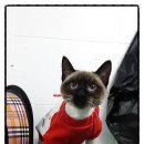 독한고양이애견전문샵 이미지