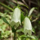 초롱꽃공원 이미지