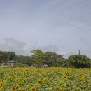 항몽유적지 이미지