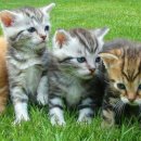 슬기로운 집사생활 이미지