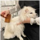 서면애견미용 맘바이 강아지 미용실 이미지