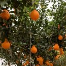 우연농장 이미지