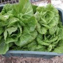 천하농장 이미지