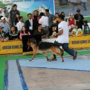 애견전람회 이미지