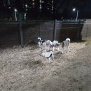 장자호수공원(반려견놀이터) 이미지