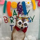 두리멍쉴 애견유치원 이미지