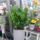 아나나스 이미지