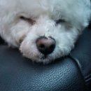 대명천로 | 달서구애견유치원 헬로우버디 대구달서점 체험 솔직후기 🐶💙