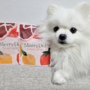 메리도프 이미지