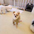 제주24시숨동물의료센터 | 강아지 기르는 비용