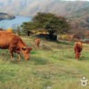 산골한우농장 이미지