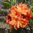 봉오리농장 이미지