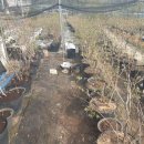 시진농장 이미지