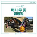 술이홀로(1) | [캠핑기록 #8] 파주 키즈캠핑장 | 배나무꽃캠핑장 할로윈 캠핑 후기
