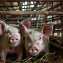 바이오농장 이미지