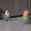 귀환농장 이미지