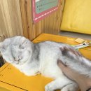 익산 고양이카페 아이캣유 이미지