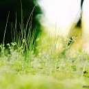 대지-생명 이미지