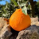 원대농장 이미지