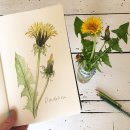 보태니컬 일러스트 이미지