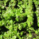 개구리밥 (수화전, 水花田, Spirodela polyrhiza, Great Duckweed) 이미지
