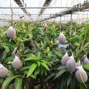 도비농장 이미지