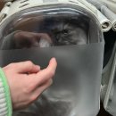 고양이 무마취미용&호텔 무냥무냥 부산서면점 | 부산고양이미용 @ 무냥무냥 서면점 (고양이무마취미용)