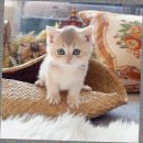 캣스토리 | 일산 고양이분양 고민 끝! 놀이터 같은 공간 ‘캣스토리 고양이분양 일산본점’ 솔직 방문후기