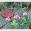 산자락에 이미지