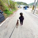 노블라인 도베르만 이미지