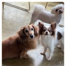 다산 애견훈련소 이미지