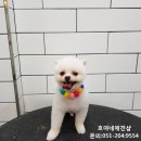 호야네애견샵 이미지
