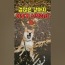 강아지와 산책 티스토리