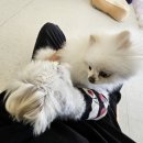 유앤퍼피 이미지