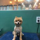 도그반하다 이미지