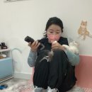 냥이 이발소 이미지