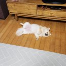 강남활어 | [내돈내산] 당일치기 속초여행 반려견 동반 회집 강남활어 후기