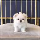 (주)리드덴탈 이미지