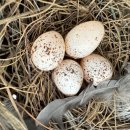 유어면사무소 이미지