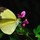 노랑나비 이미지