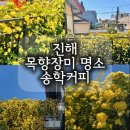 송학 | 노란 꽃비가 내리는 봄의 카페 | 진해 송학커피 방문 솔직후기