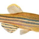 동물이야기 33 #제브러피시(Zebrafish) 이미지