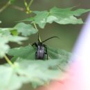 금강송 생태경영림 이미지