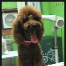 마론애견 이미지