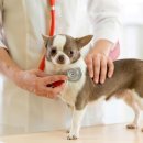 24시해든동물메디컬센터 이미지