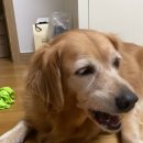 똘이엄마수제간식 이미지