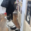 트리라이크스워터 이미지