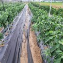 닛시농장 이미지