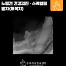 송파새날동물병원 | 노령견 건강검진 · 스케일링 발치(매복치) | 석촌동 송파새날동물병원