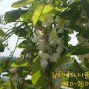 울엄마세탁 이미지